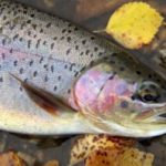 Trout Fishing Using Inline Spin Lures