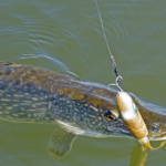 Strong and Reliable Leaders for Pike Fishing